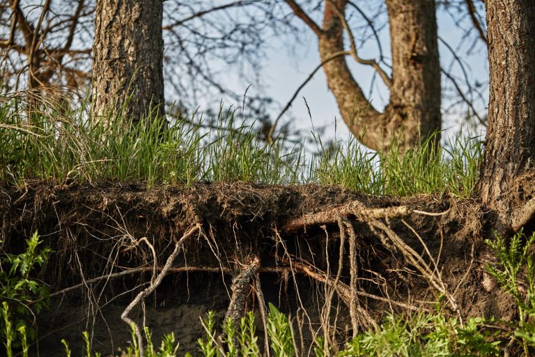 Why Drouin’s Clay Soil Makes Tree Roots a Drain Emergency